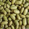 BRC Certified Salted and roasted green beans