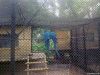 PVC Coated Chain Link ...