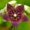 caralluma fimbriata dr...