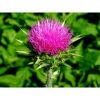 Milk Thistle Seed Meal