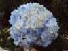 Blue hydrangeas