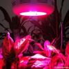 mini ufo 90w led grow ...