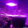 mini ufo 50w led grow ...