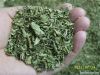 2011 new crop green and natural oregano leaves