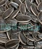2012 round type sunflower seeds 5135