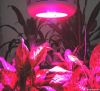 LED Grow Light