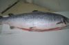 Atlantic Salmon H/ON, HG