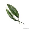 Aspidistra