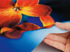Sublimation transfer p...