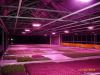 High power led grow li...