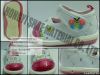 baby shoes