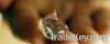 Relaxing Gel Massage B...