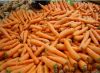 2012 Crop Fresh Carrot