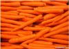 2012 Crop Fresh Carrot