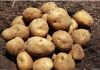 Fresh Chinese Potato