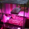 300w led grow light fo...