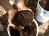 VERMICOMPOST