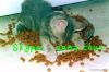 Pet cat food making ma...