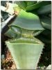 Aloe Vera Gel Juice wi...