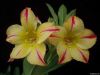 Adenium Obesum Desert rose