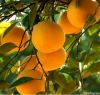 Limonin
