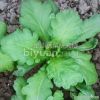 Broad-leaf Garland Chrysanthemum