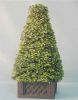 90 CM TOPIARY SPIRE (O...