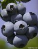 Blueberry Plants for sale in India