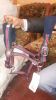 PP Horse Halters Red, ...