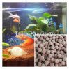 aquatic plants aquariu...