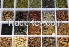  Lentils, Whole lentils, Whole Red lentil, Red Split lentil, Green Lentils - (Lens culinaris, Medic, Dals, Masoor)