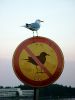 Integrated Bird Shield...