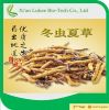  Cordyceps Sinensis Ex...