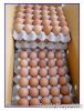440 eggs CE profession...