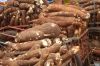 Cassava (Dried and fresh, Starch, Tapioca starch)