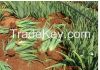 Aloe Vera 100% Organic...