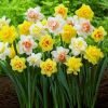 factory wholesale daff...