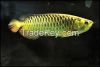 24K Gold Arowana fish ...