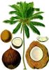 coconut shell powder, ...