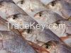 salmon, Parrot Fish, S...