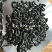 high oil recovery sunflower seeds