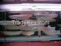 Silver Arowana Fish For Sale