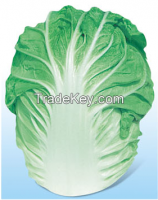Cabbage Seed