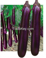 Eggplant Seed