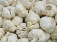 GARLIC (ALLIUM SATIVUM)