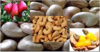 RAW CASHEW NUTS (ANACARDIUM OCCIDENTALE L.)