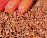 COCOA BEANS