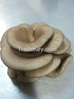 Fresh Oyster Mushrooms 