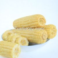 High Proteins Yellow Corn for Bulk Sale