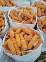 Yellow Corn (Maize) suitable for animal feed, food processing, and industrial use
